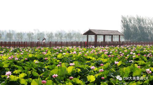 吃瓜大事件曹县